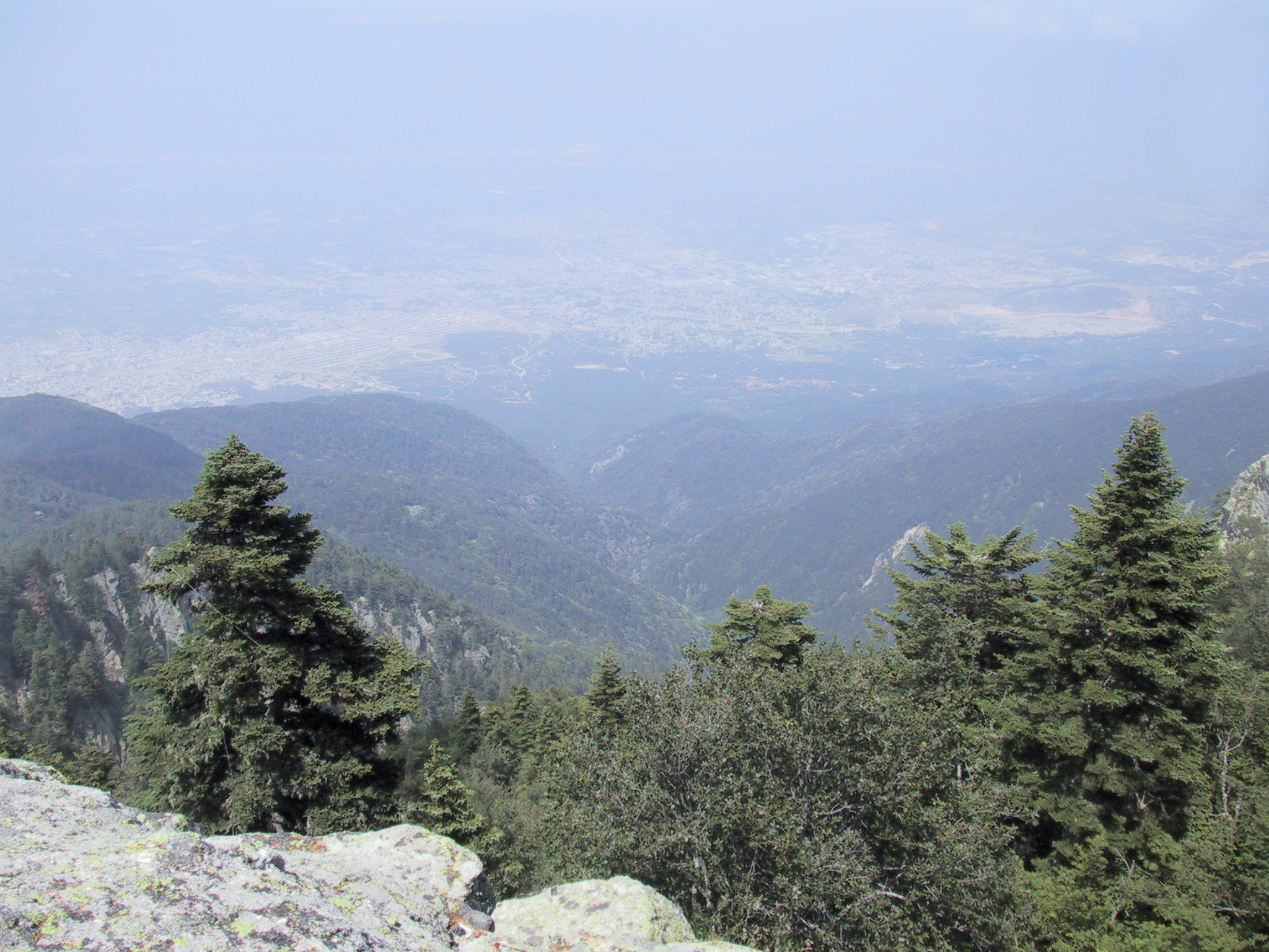 Abies nordmanniana subsp equi-trojani.jpg